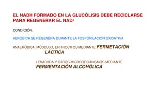EL NADH FORMADO EN LA GLUCÓLISIS DEBE RECICLARSE
PARA REGENERAR EL NAD+
CONDICIÓN:
AERÓBICA SE REGENERA DURANTE LA FOSFORILACIÓN OXIDATIVA
ANAERÓBICA: MÚSCULO, ERITROCITOS MEDIANTE FERMETACIÓN
LÁCTICA
LEVADURA Y OTROS MICROORGANISMOS MEDIANTE
FERMENTACIÓN ALCOHÓLICA
 