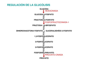 REGULACIÓN DE LA GLUCÓLISIS
GLUCOSA
GLUCOSA 6-FOSFATO
FRUCTOSA 6-FOSFATO
FRUCTOSA 1,6-BIFOSFATO
DIHIDROXIACETONA FOSFATO + GLICERALDEHÍDO 3-FOSFATO
1,3-FOSFOGLICERATO
3-FOSFOGLICERATO
2-FOSFOGLICERATO
FOSFOENOLPIRUVATO
PIRUVATO
HEXOCINASA
FOSFOFRUCTOCINASA-1
PIRUVATO CINASA
 