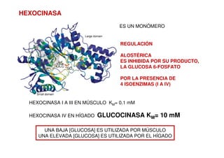 HEXOCINASA
ES UN MONÓMERO
REGULACIÓN
ALOSTÉRICA
ES INHIBIDA POR SU PRODUCTO,
LA GLUCOSA 6-FOSFATO
POR LA PRESENCIA DE
4 ISOENZIMAS (I A IV)
HEXOCINASA I A III EN MÚSCULO KM= 0.1 mM
HEXOCINASA IV EN HÍGADO GLUCOCINASA KM= 10 mM
UNA BAJA [GLUCOSA] ES UTILIZADA POR MÚSCULO
UNA ELEVADA [GLUCOSA] ES UTILIZADA POR EL HÍGADO
 