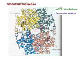 FOSFOFRUCTOCINASA-1
La PFK-1 es un tetrámero
Es un enzima alostérica
 