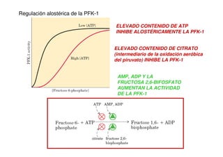 Regulación alostérica de la PFK-1
ELEVADO CONTENIDO DE ATP
INHIBE ALOSTÉRICAMENTE LA PFK-1
ELEVADO CONTENIDO DE CITRATO
(intermediario de la oxidación aeróbica
del piruvato) INHIBE LA PFK-1
AMP, ADP Y LA
FRUCTOSA 2,6-BIFOSFATO
AUMENTAN LA ACTIVIDAD
DE LA PFK-1
 