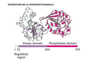 ESTRUCTURA DE LA FOSFOFRUCTOCINASA-2
 