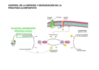 CONTROL DE LA SÍNTESIS Y DEGRADACIÓN DE LA
FRUCTOSA 2,6-BIFOSFATO
GLUCOSA ABUNDANTE
(Glicólisis activa)
 