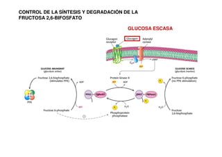 CONTROL DE LA SÍNTESIS Y DEGRADACIÓN DE LA
FRUCTOSA 2,6-BIFOSFATO
GLUCOSA ESCASA
 