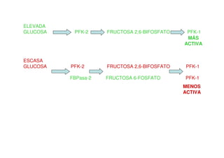 ELEVADA
GLUCOSA PFK-2 FRUCTOSA 2,6-BIFOSFATO PFK-1
ESCASA
GLUCOSA PFK-2 FRUCTOSA 2,6-BIFOSFATO PFK-1
FBPasa-2 FRUCTOSA 6-FOSFATO PFK-1
MÁS
ACTIVA
MENOS
ACTIVA
 