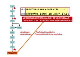 GLUCOSA + 2 ATP + 2 NAD+ + 4 ADP + 2 Pi
2 PIRUVATO + 2 ADP + 2 NADH + 2H+ + 4ATP + 2 H2O
GLUCOSA + 2 NAD+ + 2 ADP + 2 Pi
2 PIRUVATO + 2 NADH + 2H+ + 2 ATP + 2 H2O
RECUPERAR LA POZA DE NAD+
PIRUVATO
Aerobiosis: Fosforilación oxidativa
Anaerobiosis: Fermentación láctica o alcohólica
MECANISMOS DE REGULACIÓN DE LOS ENZIMAS
QUE CATALIZAN LAS REACCIONES IRREVERSIBLES
 