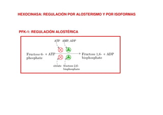HEXOCINASA: REGULACIÓN POR ALOSTERISMO Y POR ISOFORMAS
PFK-1: REGULACIÓN ALOSTÉRICA
 
