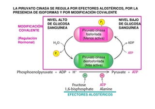 LA PIRUVATO CINASA SE REGULA POR EFECTORES ALOSTÉRICOS, POR LA
PRESENCIA DE ISOFORMAS Y POR MODIFICACIÓN COVALENTE
NIVEL ALTO
DE GLUCOSA
SANGUÍNEA
NIVEL BAJO
DE GLUCOSA
SANGUÍNEA
Piruvato cinasa
fosforilada
(Menos activa)
Piruvato cinasa
desfosforilada
(Más activa)
MODIFICACIÓN
COVALENTE
(Regulación
Hormonal)
EFECTORES ALOSTÉRICOS
 
