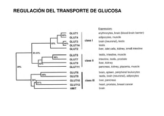 REGULACIÓN DEL TRANSPORTE DE GLUCOSA
 