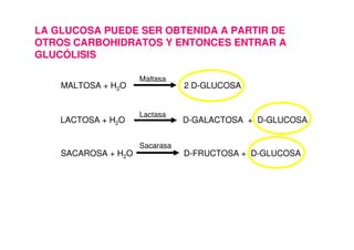 LA GLUCOSA PUEDE SER OBTENIDA A PARTIR DE
OTROS CARBOHIDRATOS Y ENTONCES ENTRAR A
GLUCÓLISIS
MALTOSA + H2O 2 D-GLUCOSA
LACTOSA + H2O D-GALACTOSA + D-GLUCOSA
SACAROSA + H2O D-FRUCTOSA + D-GLUCOSA
Maltasa
Lactasa
Sacarasa
 