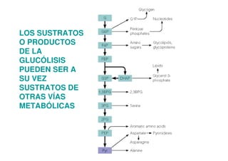 LOS SUSTRATOS
O PRODUCTOS
DE LA
GLUCÓLISIS
PUEDEN SER A
SU VEZ
SUSTRATOS DE
OTRAS VÍAS
METABÓLICAS
 
