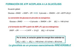 FORMACIÓN DE ATP ACOPLADA A LA GLUCÓLISIS
Ecuación global:
Glucosa + 2NAD+ + 2ADP + 2Pi 2 piruvato + 2NADH + 2H+ +2ATP+2H2O
Glucosa + 2NAD+ 2 piruvato + 2NADH + 2H+ ∆G1
‘o = -146 kJ/mol
La conversión de glucosa en piruvato es exergónica:
2ADP + 2Pi 2 ATP + 2 H2O ∆G2
‘o = 61 kJ/mol
y la formación de ATP a partir de ADP y Pi, que es endergónica:
Por lo tanto, la variación global de energía libre estándar es:
∆Gs
‘o = ∆G1
‘o + ∆G2
‘o = -146 kJ/mol + 61 kJ/mol = -85 kJ/mol
La glucólisis es un proceso esencialmente IRREVERSIBLE
 