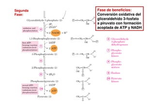 Segunda
Fase:
Fase de beneficios:
Conversión oxidativa del
gliceraldehído 3-fosfato
a piruvato con formación
acoplada de ATP y NADH
 