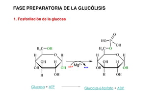 FASE PREPARATORIA DE LA GLUCÓLISIS
1. Fosforilación de la glucosa
Glucosa + ATP Glucosa-6-fosfato + ADP
 