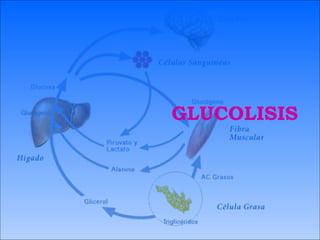 GLUCOLISIS
 