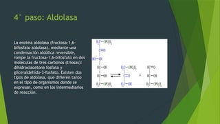 Glucolisis y ciclo de krebs, fácil y sencillo | PPTX