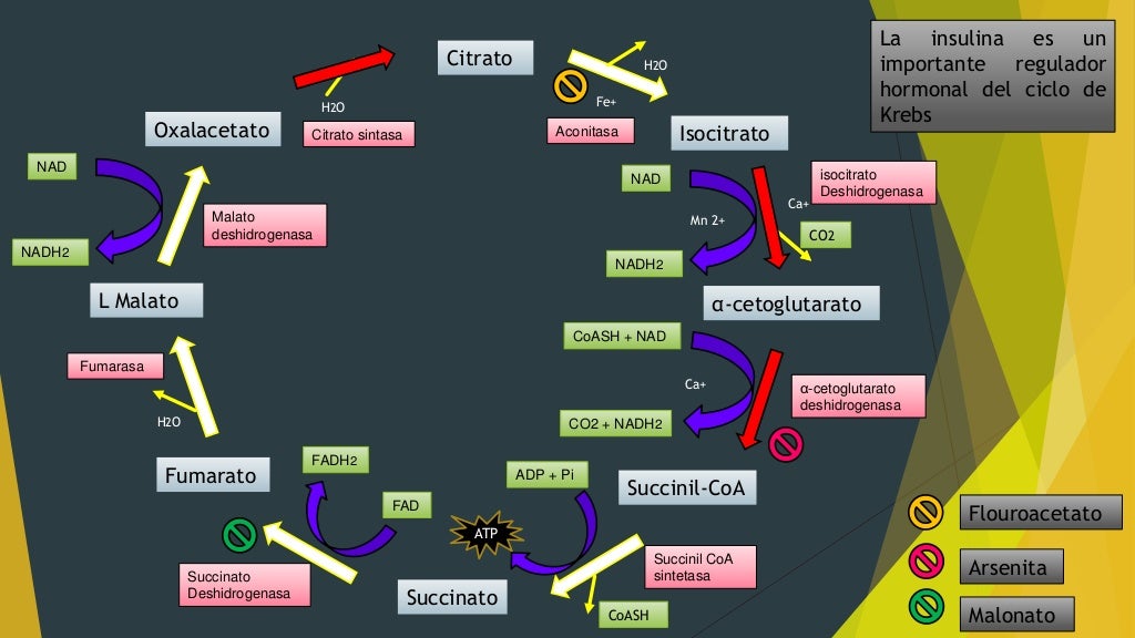RESUMEN Glucolisis, Ciclo de Krebs, Cadena de electrones, Gluconeogé…
