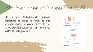 Glucolisis | PDF