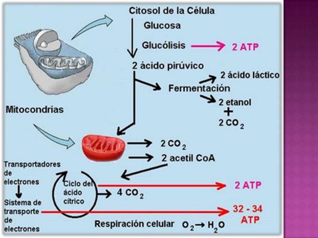 Glucolisis y consumo de energía atp