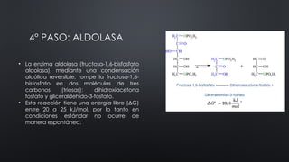 Glucolisis_y_glucogenesis de biooquimicapptx | PPTX