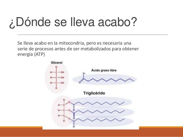 Glucolisis y lipolisis