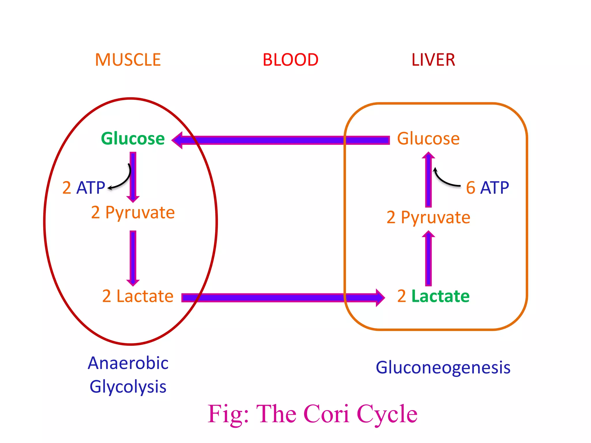 Glucose Glucose
2 Pyruvate 2 Pyruvate
2 Lactate 2 Lactate
MUSCLE LIVERBLOOD
2 ATP 6 ATP
Anaerobic
Glycolysis
Gluconeogenesis
Fig: The Cori Cycle
 