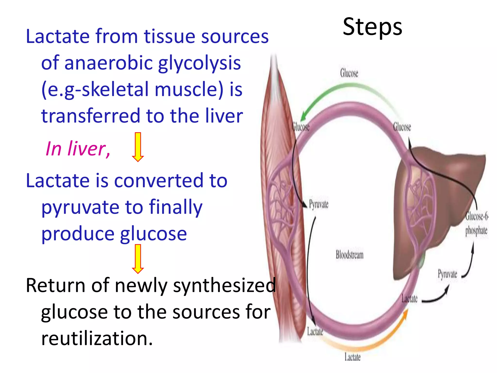 Lactate from tissue sources
of anaerobic glycolysis
(e.g-skeletal muscle) is
transferred to the liver
In liver,
Lactate is converted to
pyruvate to finally
produce glucose
Return of newly synthesized
glucose to the sources for
reutilization.
Steps
 