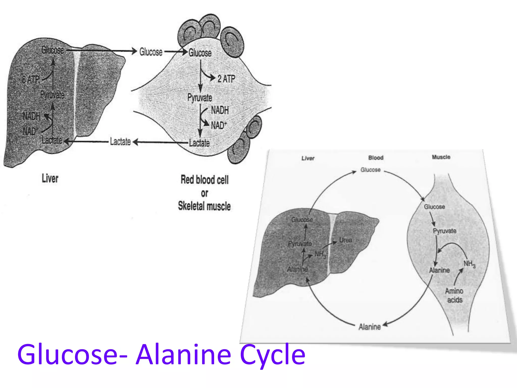 Glucose- Alanine Cycle
 