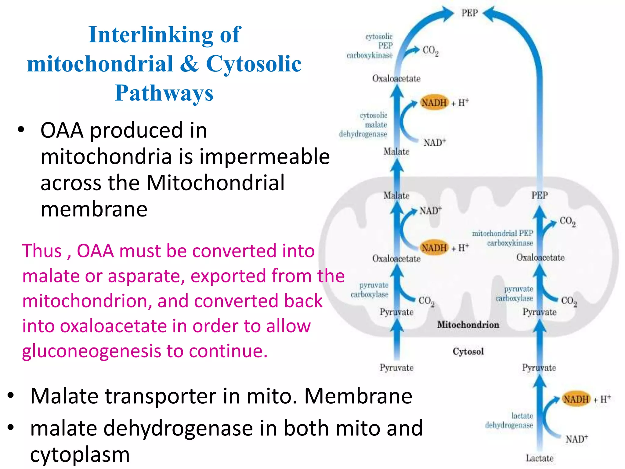 Malate Shuttle
• Malate transporter in mito. Membrane
• malate dehydrogenase in both mito and
cytoplasm
Interlinking of
mitochondrial & Cytosolic
Pathways
• OAA produced in
mitochondria is impermeable
across the Mitochondrial
membrane
Thus , OAA must be converted into
malate or asparate, exported from the
mitochondrion, and converted back
into oxaloacetate in order to allow
gluconeogenesis to continue.
 