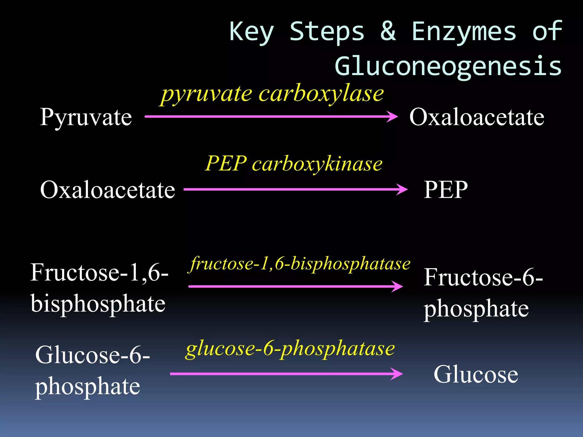 Key Steps & Enzymes of
Gluconeogenesis
Fructose-1,6-
bisphosphate
Fructose-6-
phosphate
Glucose
Glucose-6-
phosphate
Pyruvate Oxaloacetate
PEPOxaloacetate
pyruvate carboxylase
PEP carboxykinase
fructose-1,6-bisphosphatase
glucose-6-phosphatase
 