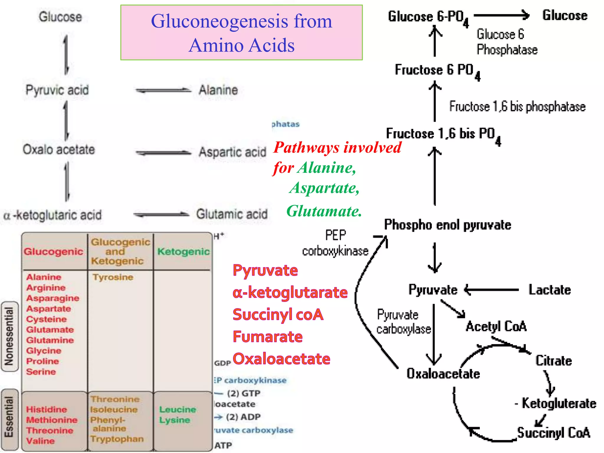 Pathways involved
for Alanine,
Aspartate,
Glutamate.
Gluconeogenesis from
Amino Acids
 