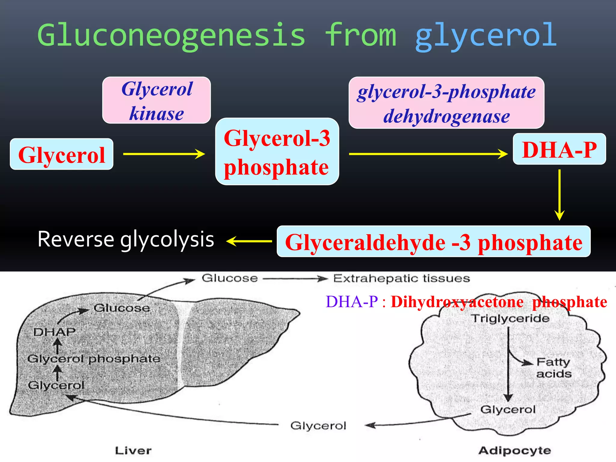Gluconeogenesis from glycerol
Glycerol
Glycerol
kinase
Glycerol-3
phosphate
DHA-P
glycerol-3-phosphate
dehydrogenase
The initial phosphorylation of glycerol takes place at
liver rather than adipocytes since they lack the enzyme
glycerol kinase. (The shortest pathway)
Glyceraldehyde -3 phosphateReverse glycolysis
DHA-P : Dihydroxyacetone phosphate
 