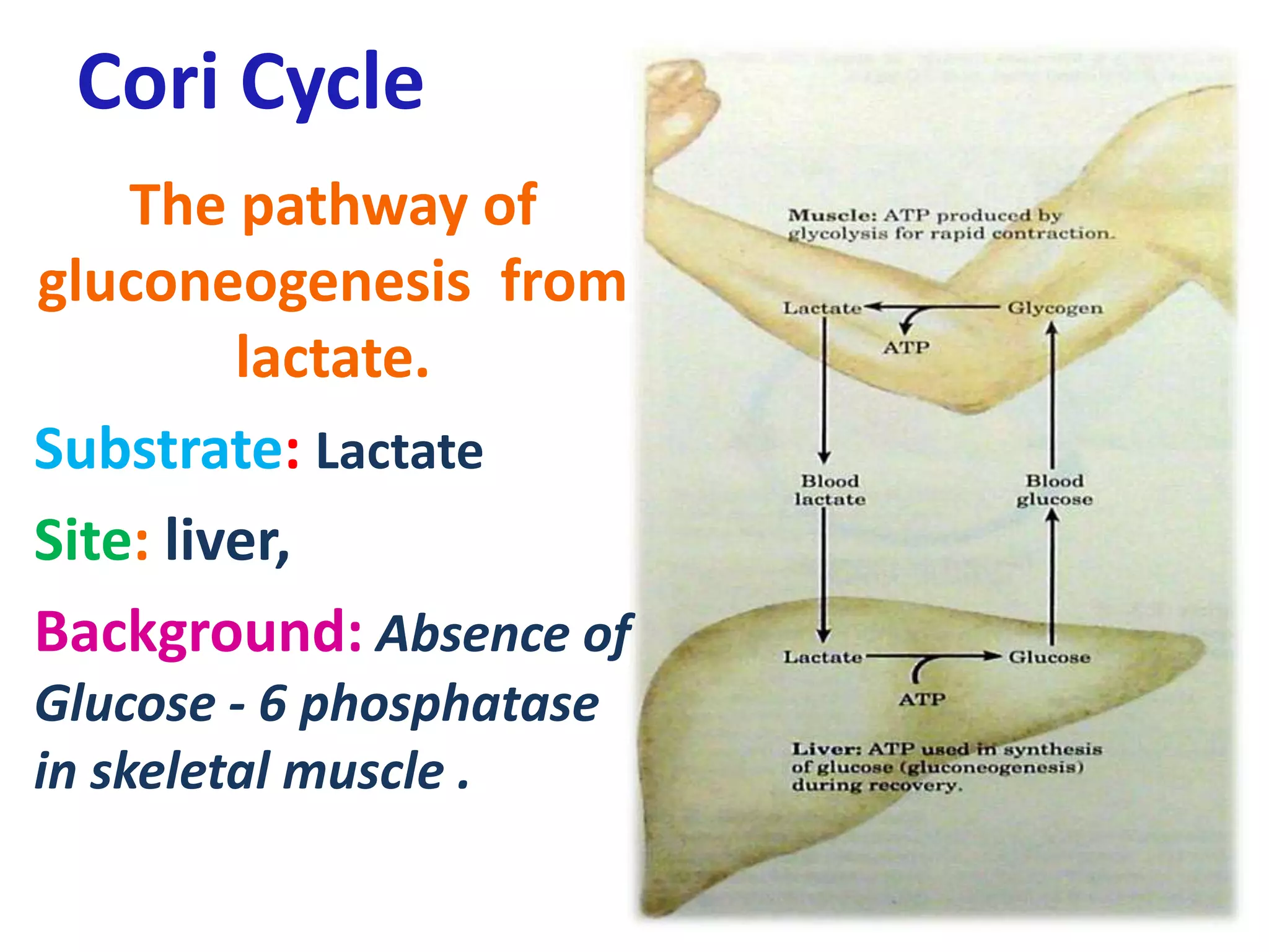 Cori Cycle
The pathway of
gluconeogenesis from
lactate.
Substrate: Lactate
Site: liver,
Background: Absence of
Glucose - 6 phosphatase
in skeletal muscle .
 