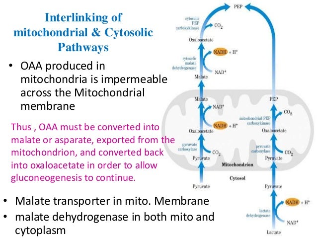 Gluconeogenesis glucagon pathway diagram 