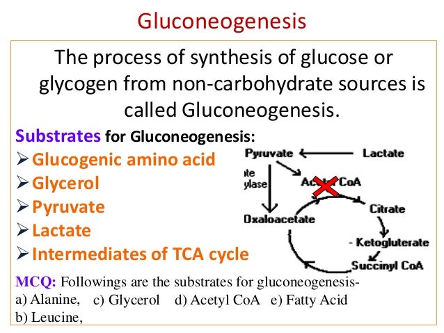 Gluconeogenesis Fat 55