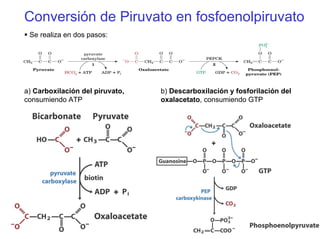 Conversión de Piruvato en fosfoenolpiruvato
Se realiza en dos pasos:
a) Carboxilación del piruvato,
consumiendo ATP
b) Descarboxilación y fosforilación del
oxalacetato, consumiendo GTP
 
