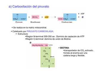Se realiza en la matriz mitocondrial.
a) Carboxilación del piruvato
Catalizado por PIRUVATO CARBOXILASA:
Estructura:
Region N-terminal 300-350 aa : Dominio de captación de ATP
Región C-terminal: dominio de unión de Biotina
BIOTINA:
transportador de CO2 activado.
Unida al enzima por una
cadena larga y flexible.
 