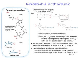 Mecanismo de la Piruvato carboxilasa
Mecanismo de tres etapas:
1. Activación del CO2
2. Unión del CO2 activado a la biotina
3. Paso del CO2 desde biotina al piruvato. El brazo
unido a biotina permite el transporte del CO2
entre los dos centros activos del enzima.
La presencia de Acetil CoA: control fisiológico
-carga energética alta: oxalacetato glucosa
-carga energética baja: oxalacetato ciclo del ácido
citrico
La etapa de carboxilación de biotina depende de la unión
previa de Acetil CoA: ACTIVACION ALOSTERICA
 