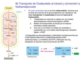 Piruvato carboxilasa es un enzima mitocondrial, mientras que
el resto de enzimas de la gluconogénesis son citosólicos: Se
debe transportar el oxalacetato producido fuera de la
mitocondria:
1. Oxalacetato es reducido a malato por una malato
deshidrogenasa mitocondrial ligada a NADH
2. Malato es transportado al citosol por el sistema
lanzadera malato-aspartato
3. Una vez en el citosol, el malato es reoxidado a
oxalacetato por una malato deshidrogenasa citosólica
ligada a NAD+
Oxalacetato es descarboxilado y fosforilado simultaneamente por
FOSFOENOLPIRUVATO CARBOXIQUINASA (PEP
carboxiquinasa). La hidrólisis del GTP y liberación de CO2
desplazan al reacción hacia la formación de PEP.
B) Transporte de Oxalacetato al citosol y conversión a
fosfoenolpiruvato
 