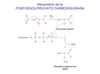 Mecanismo de la
FOSFOENOLPIRUVATO CARBOXIQUINASA
 