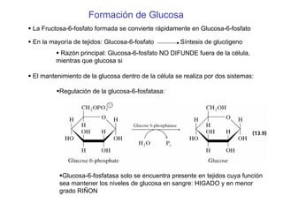 Formación de Glucosa
La Fructosa-6-fosfato formada se convierte rápidamente en Glucosa-6-fosfato
En la mayoría de tejidos: Glucosa-6-fosfato Síntesis de glucógeno
Razón principal: Glucosa-6-fosfato NO DIFUNDE fuera de la célula,
mientras que glucosa si
El mantenimiento de la glucosa dentro de la célula se realiza por dos sistemas:
Regulación de la glucosa-6-fosfatasa:
Glucosa-6-fosfatasa solo se encuentra presente en tejidos cuya función
sea mantener los niveles de glucosa en sangre: HIGADO y en menor
grado RIÑON
 