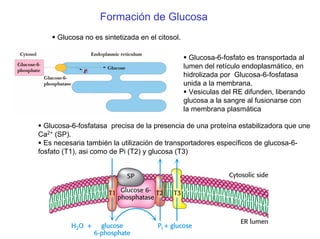 Formación de Glucosa
Glucosa no es sintetizada en el citosol.
Glucosa-6-fosfato es transportada al
lumen del retículo endoplasmático, en
hidrolizada por Glucosa-6-fosfatasa
unida a la membrana.
Vesiculas del RE difunden, liberando
glucosa a la sangre al fusionarse con
la membrana plasmática
Glucosa-6-fosfatasa precisa de la presencia de una proteína estabilizadora que une
Ca2+ (SP).
Es necesaria también la utilización de transportadores específicos de glucosa-6-
fosfato (T1), asi como de Pi (T2) y glucosa (T3)
 