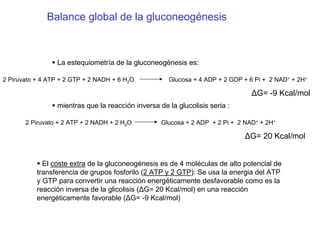 Balance global de la gluconeogénesis
La estequiometría de la gluconeogénesis es:
2 Piruvato + 4 ATP + 2 GTP + 2 NADH + 6 H2O Glucosa + 4 ADP + 2 GDP + 6 Pi + 2 NAD+ + 2H+
∆G= -9 Kcal/mol
mientras que la reacción inversa de la glucolisis seria :
2 Piruvato + 2 ATP + 2 NADH + 2 H2O Glucosa + 2 ADP + 2 Pi + 2 NAD+ + 2H+
∆G= 20 Kcal/mol
El coste extra de la gluconeogénesis es de 4 moléculas de alto potencial de
transferencia de grupos fosforilo (2 ATP y 2 GTP): Se usa la energia del ATP
y GTP para convertir una reacción energéticamente desfavorable como es la
reacción inversa de la glicolisis (∆G= 20 Kcal/mol) en una reacción
energéticamente favorable (∆G= -9 Kcal/mol)
 