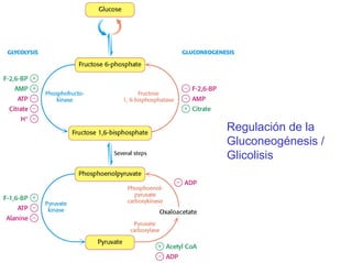 Regulación de la
Gluconeogénesis /
Glicolisis
 