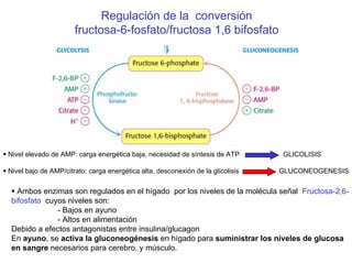 Regulación de la conversión
fructosa-6-fosfato/fructosa 1,6 bifosfato
Nivel elevado de AMP: carga energética baja, necesidad de síntesis de ATP GLICOLISIS
Nivel bajo de AMP/citrato: carga energética alta, desconexión de la glicolisis GLUCONEOGENESIS
Ambos enzimas son regulados en el hígado por los niveles de la molécula señal Fructosa-2,6-
bifosfato cuyos niveles son:
- Bajos en ayuno
- Altos en alimentación
Debido a efectos antagonistas entre insulina/glucagon
En ayuno, se activa la gluconeogénesis en hígado para suministrar los niveles de glucosa
en sangre necesarios para cerebro, y músculo.
 
