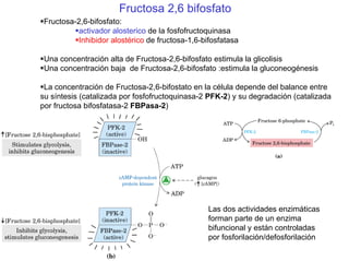 Fructosa-2,6-bifosfato:
activador alosterico de la fosfofructoquinasa
Inhibidor alostérico de fructosa-1,6-bifosfatasa
Una concentración alta de Fructosa-2,6-bifosfato estimula la glicolisis
Una concentración baja de Fructosa-2,6-bifosfato :estimula la gluconeogénesis
La concentración de Fructosa-2,6-bifostato en la célula depende del balance entre
su síntesis (catalizada por fosfofructoquinasa-2 PFK-2) y su degradación (catalizada
por fructosa bifosfatasa-2 FBPasa-2)
Fructosa 2,6 bifosfato
Las dos actividades enzimáticas
forman parte de un enzima
bifuncional y están controladas
por fosforilación/defosforilación
 
