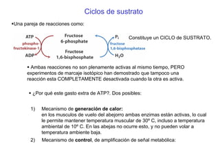 Ciclos de sustrato
Una pareja de reacciones como:
Constituye un CICLO de SUSTRATO.
Ambas reacciones no son plenamente activas al mismo tiempo, PERO
experimentos de marcaje isotópico han demostrado que tampoco una
reacción esta COMPLETAMENTE desactivada cuando la otra es activa.
¿Por qué este gasto extra de ATP?. Dos posibles:
1) Mecanismo de generación de calor:
en los musculos de vuelo del abejorro ambas enzimas están activas, lo cual
le permite mantener temperatura muscular de 30º C, incluso a temperatura
ambiental de 10º C. En las abejas no ocurre esto, y no pueden volar a
temperatura ambiente baja.
2) Mecanismo de control, de amplificación de señal metabólica:
 