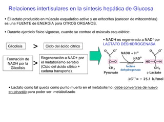Relaciones intertisulares en la síntesis hepática de Glucosa
El lactato producido en músculo esquelético activo y en eritocritos (carecen de mitocondrias)
es una FUENTE de ENERGIA para OTROS ORGANOS.
Durante ejercicio físico vigoroso, cuando se contrae el músculo esquelético:
NADH es regenerado a NAD+ por
LACTATO DESHIDROGENASA
>Glicolisis Ciclo del ácido cítrico
Regeneración a NAD+ por
el metabolismo aerobio
(Ciclo del ácido cítrico +
cadena transporte)
Formación de
NADH por la
Glicolisis
>
Lactato como tal queda como punto muerto en el metabolismo: debe convertirse de nuevo
en piruvato para poder ser metabolizado
 