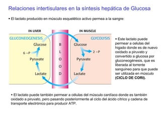 Relaciones intertisulares en la síntesis hepática de Glucosa
El lactato producido en músculo esquelético activo permea a la sangre:
Este lactato puede
permear a celulas del
higado donde es de nuevo
oxidado a piruvato y
convertido a glucosa por
gluconeogénesis, que es
liberada al torrente
sanguineo para que puede
ser utilizada en músculo
(CICLO DE CORI).
El lactato puede también permear a células del músculo cardíaco donde es también
oxidado a piruvato, pero pasando posteriormente al ciclo del ácido cítrico y cadena de
transporte electrónico para producir ATP.
 