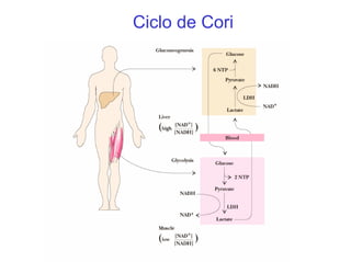 Ciclo de Cori
 